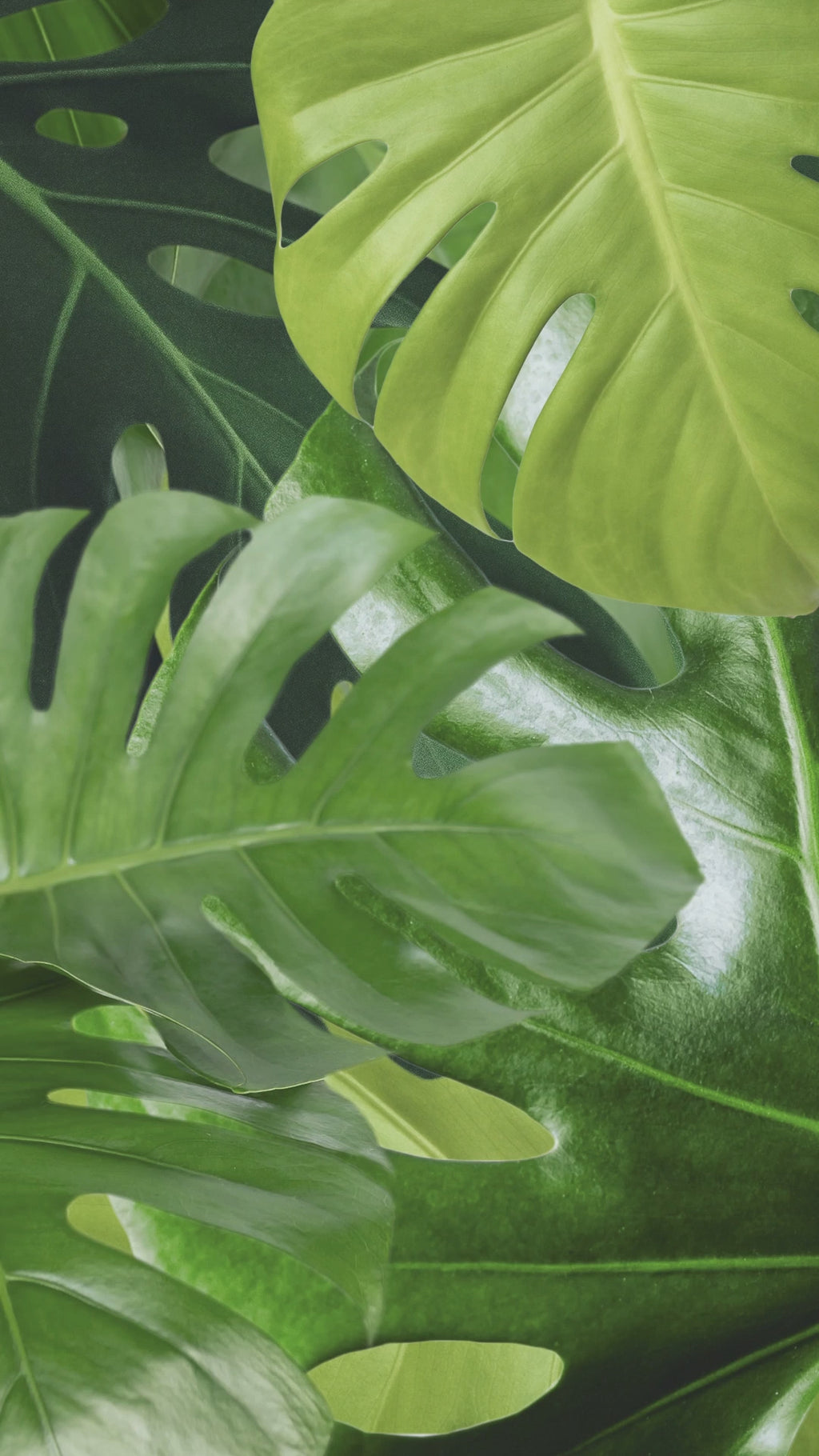 Thick Thighs & Spooky Vibes Shirt – Funny Halloween Tee